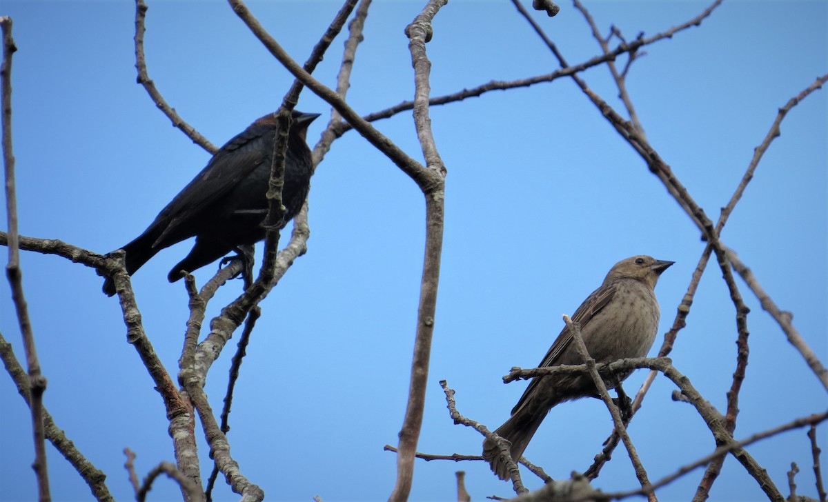 Brown-headed Cowbird - ML233525871