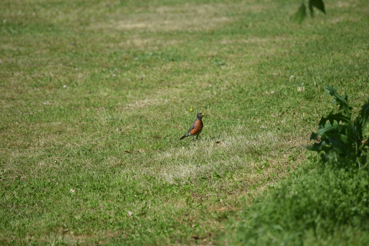 American Robin - Matt Lawing