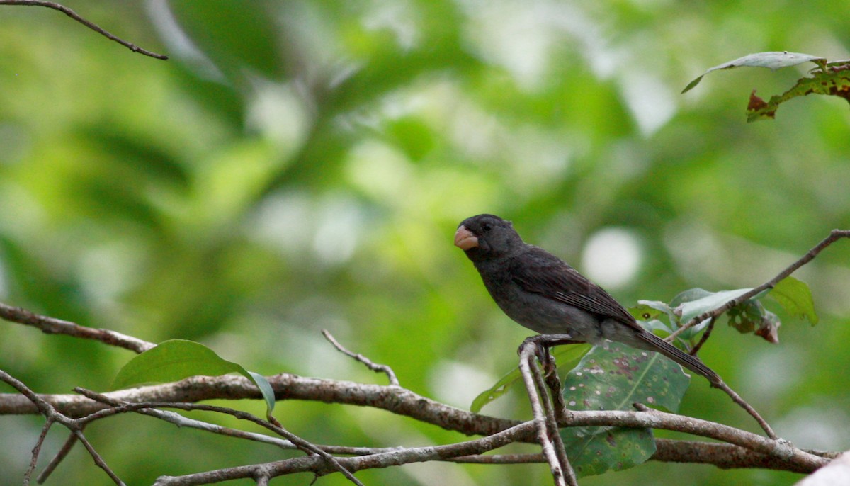 Gray Seedeater - Jay McGowan