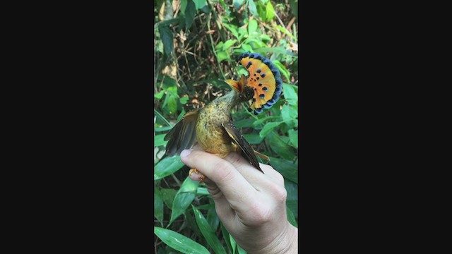 Tropical Royal Flycatcher - ML233528291