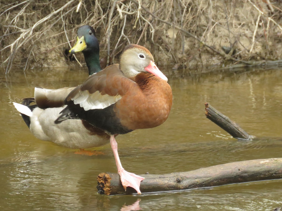 Black-bellied Whistling-Duck - ML233529851