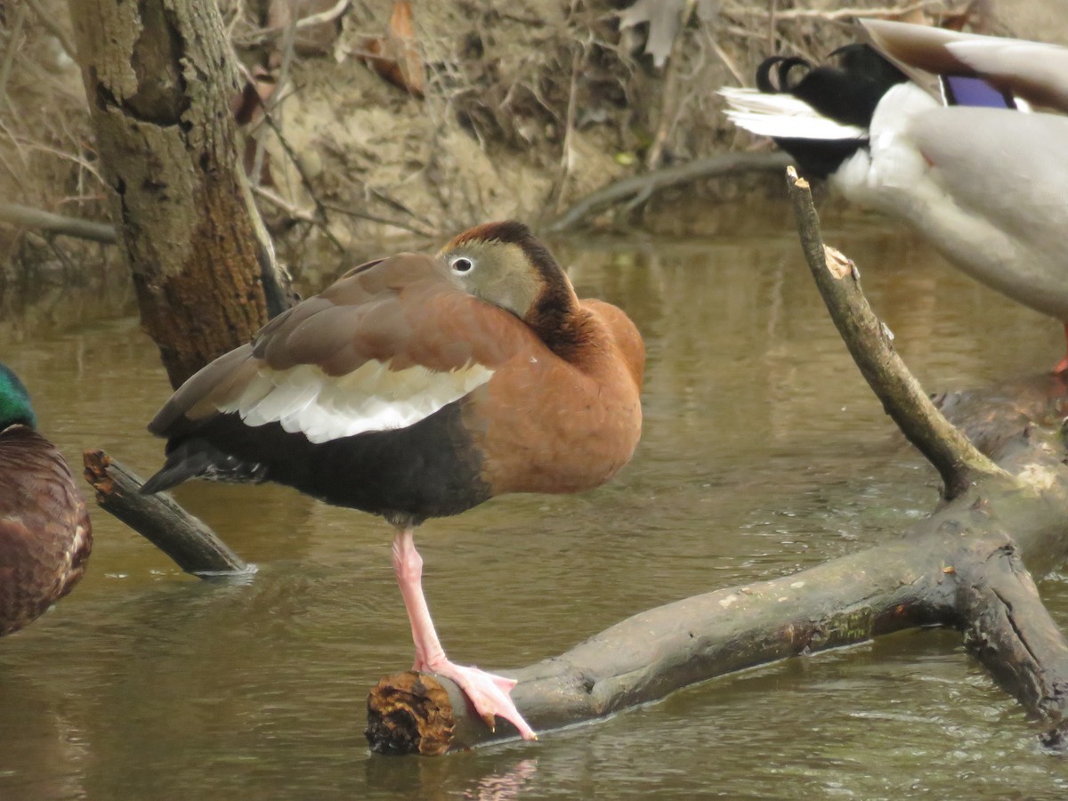Black-bellied Whistling-Duck - ML233530331