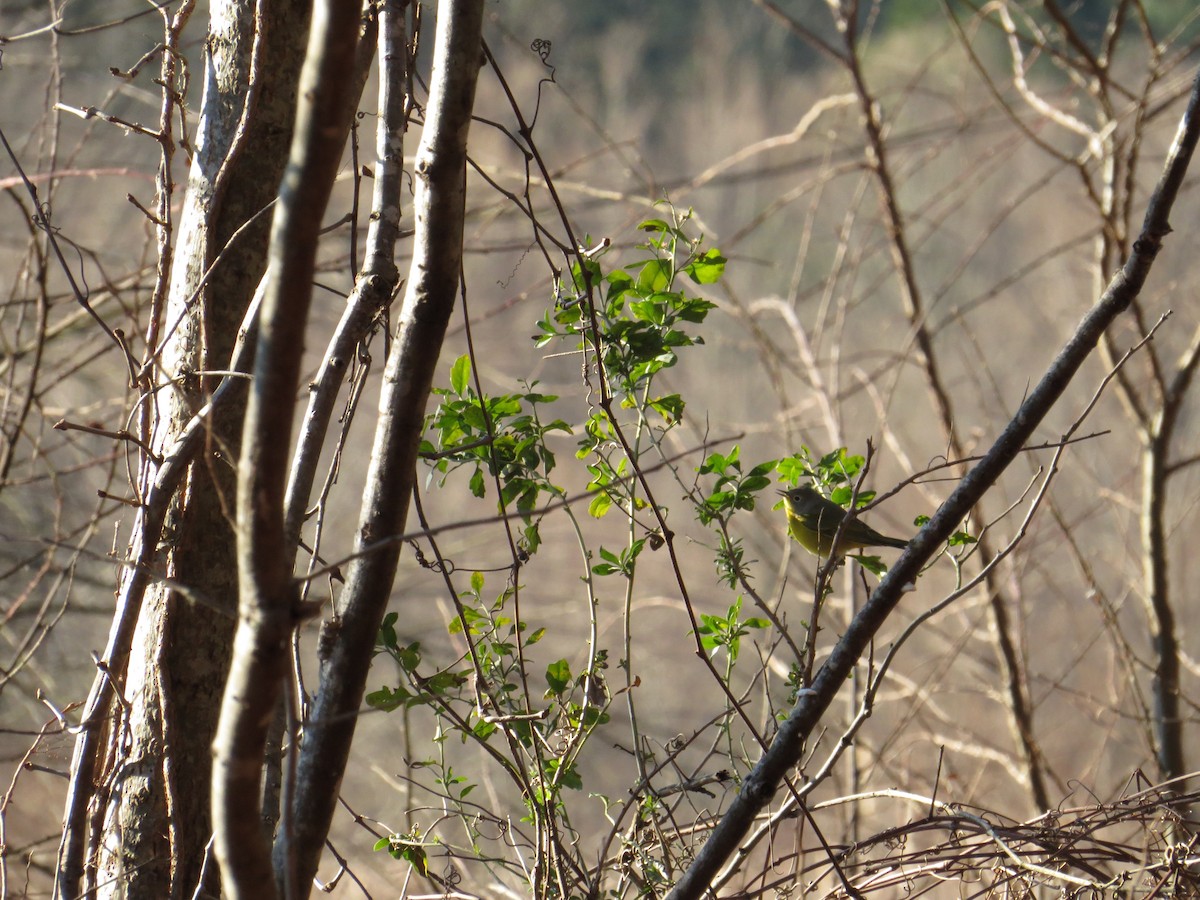Nashville Warbler - ML23353421