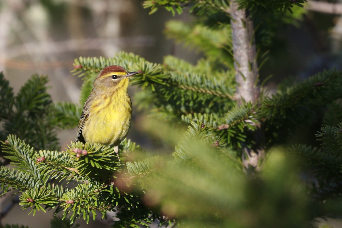 Palm Warbler (Yellow) - ML233535861