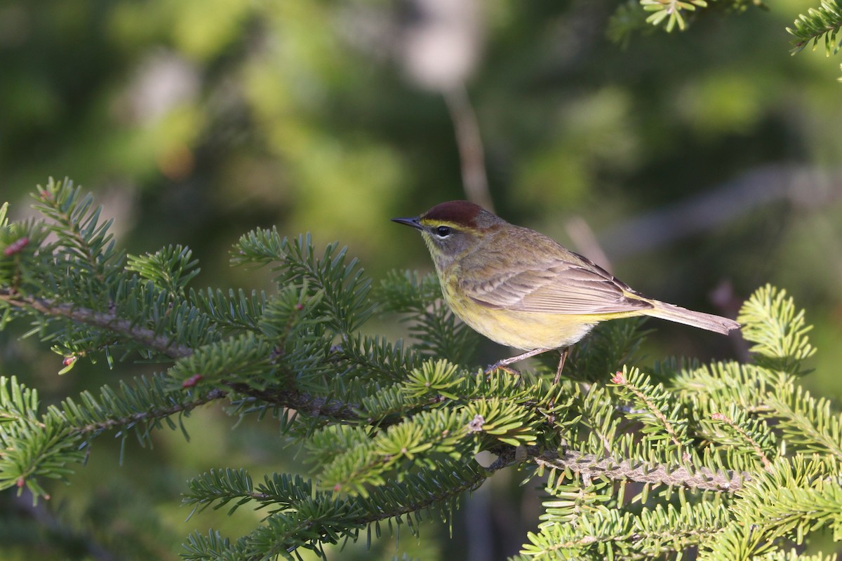 Palm Warbler (Yellow) - ML233535901