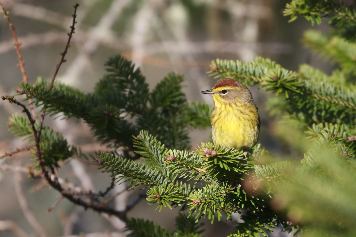 Palm Warbler (Yellow) - Aaron Marshall