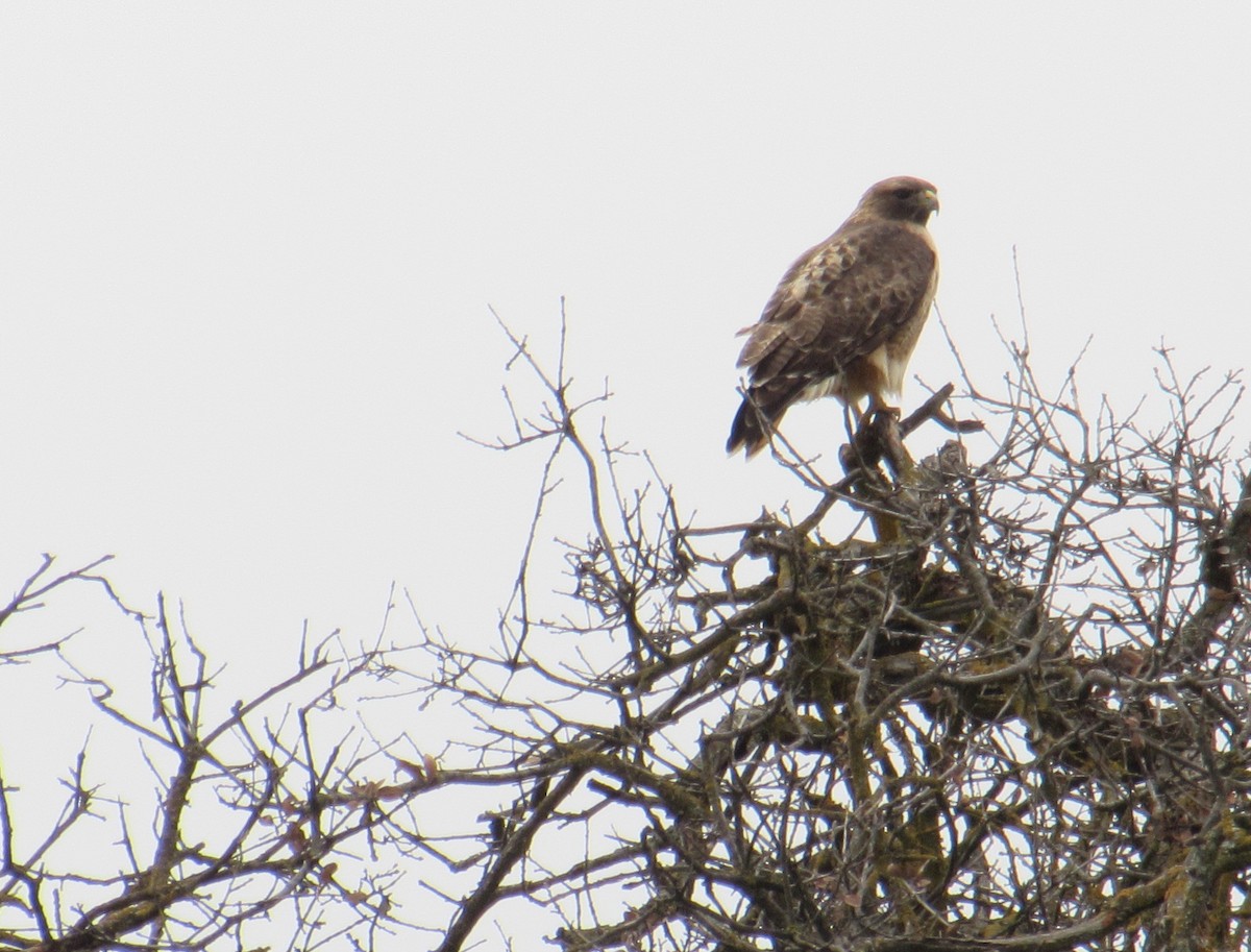 Red-tailed Hawk - ML23353681