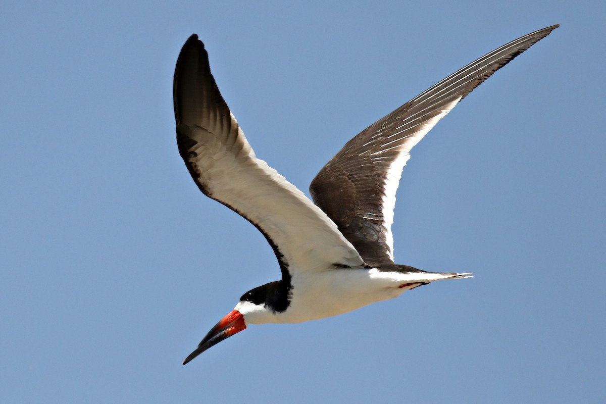 Black Skimmer - Ginger Spinelli