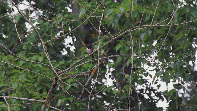 Spotted Towhee - ML233538431