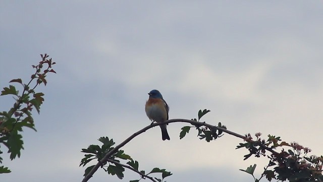 Lazuli Bunting - ML233538911