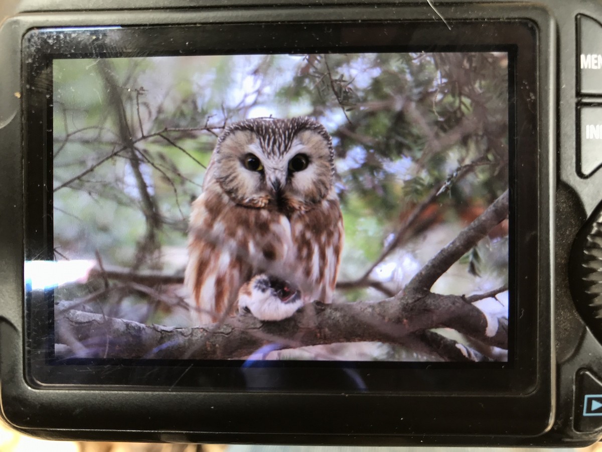 Northern Saw-whet Owl - ML233539311