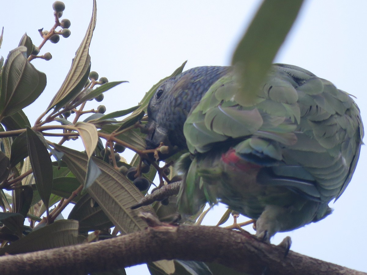 eBird Checklist - 8 Apr 2020 - Jardín Jaraindia - 82 species