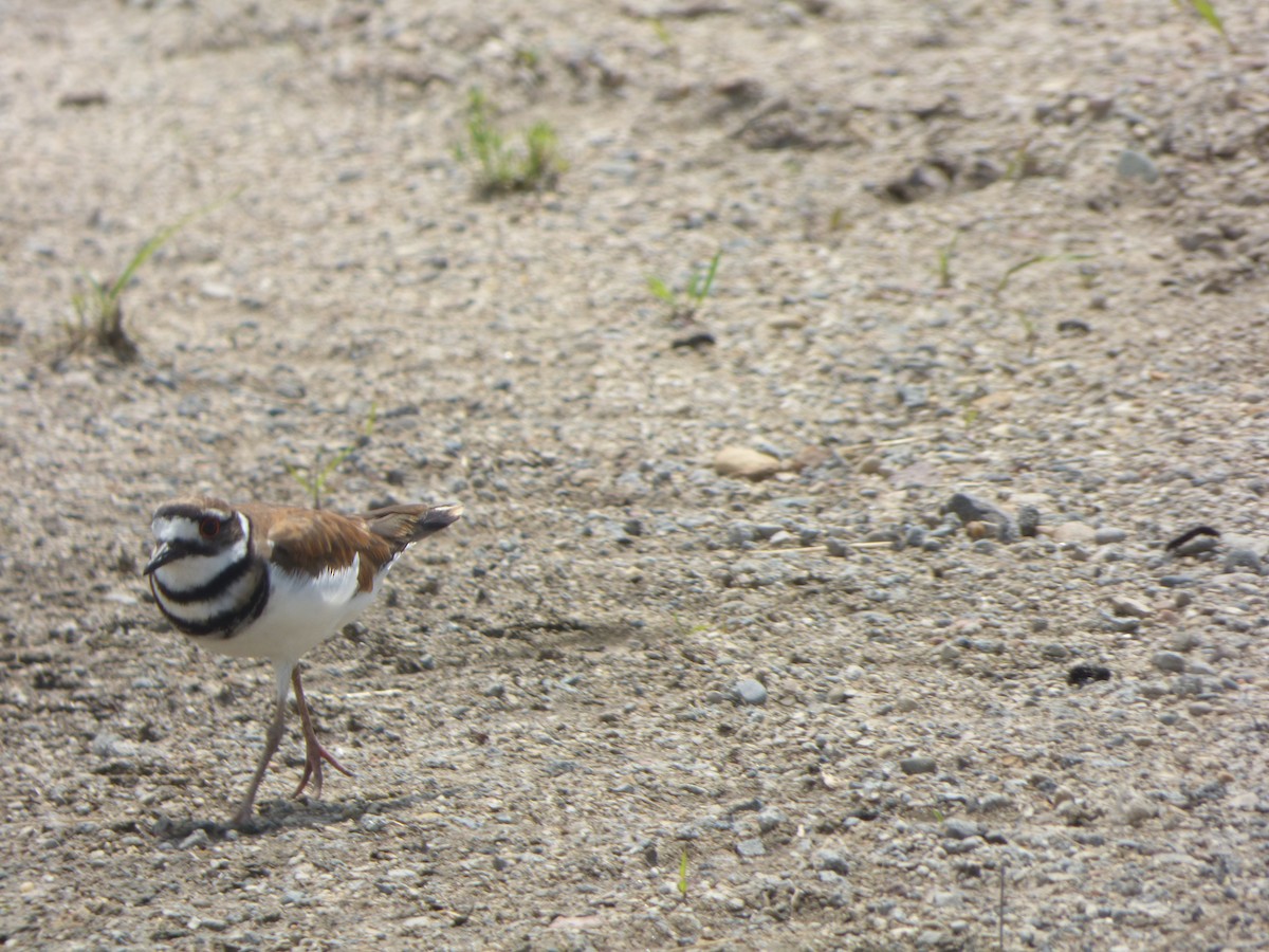 Killdeer - ML233540981