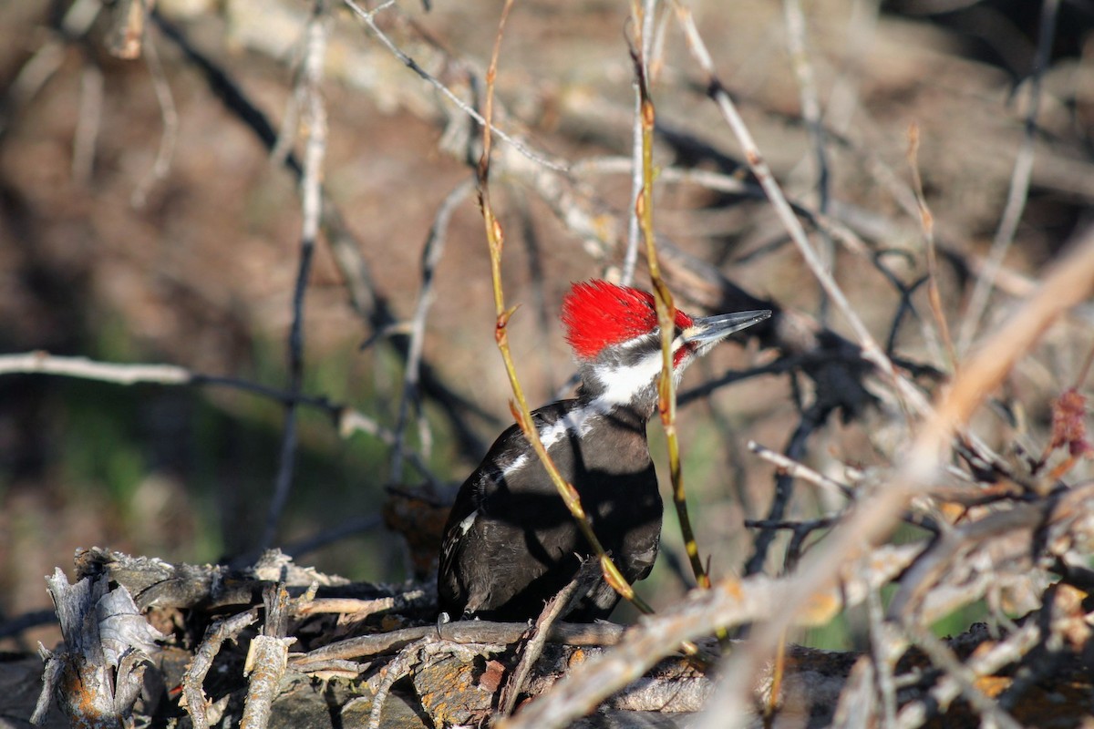 Pileated Woodpecker - ML233542731