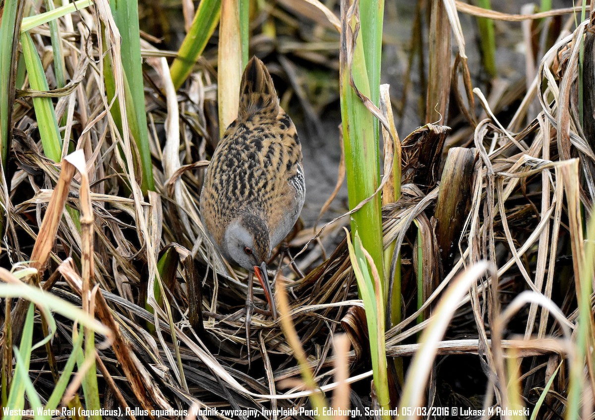 Water Rail - ML233543811