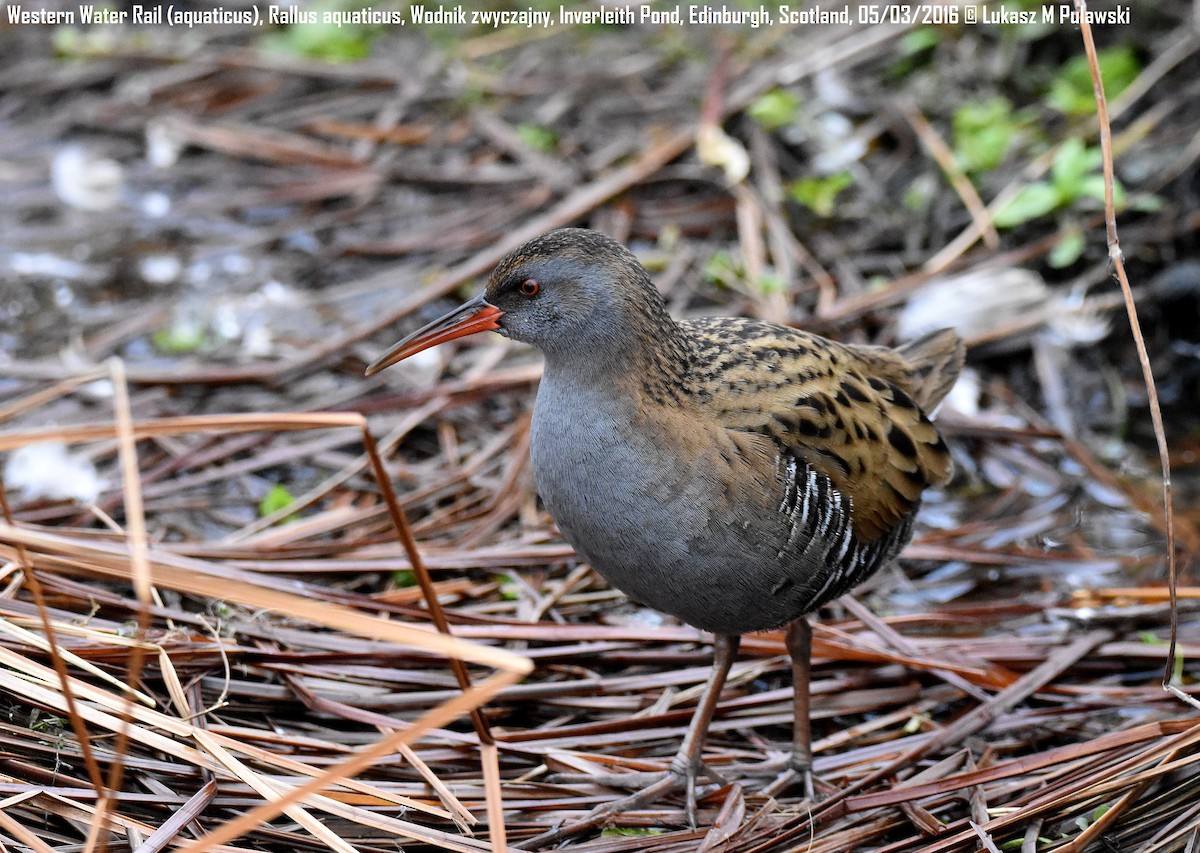 Water Rail - Lukasz Pulawski