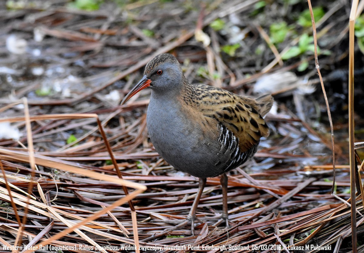 Water Rail - ML233544671