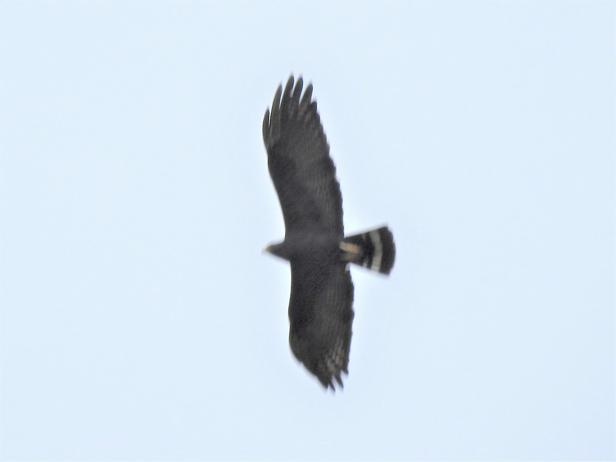 Zone-tailed Hawk - Claire Christensen