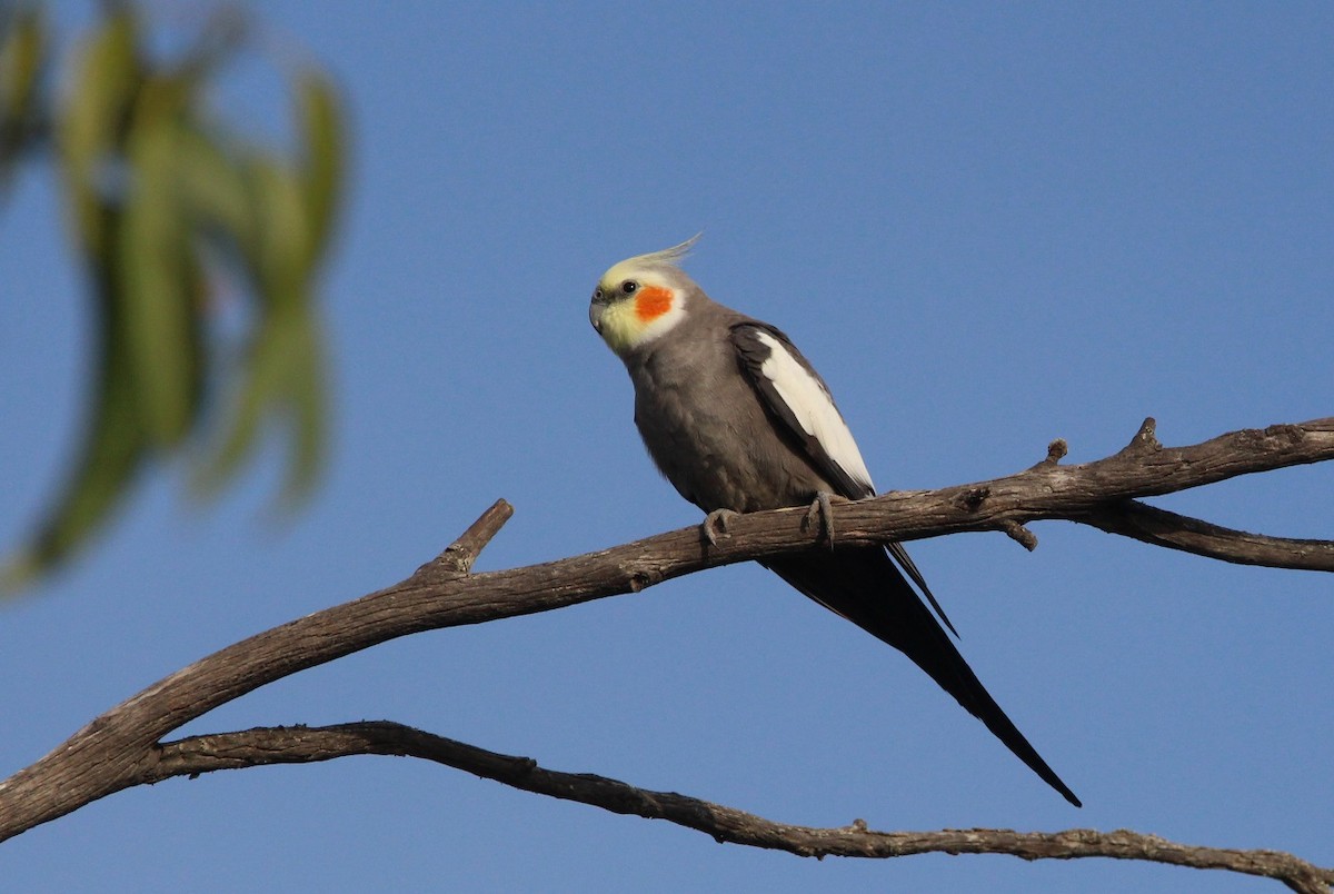 Cockatiel - Nelson Fonseca