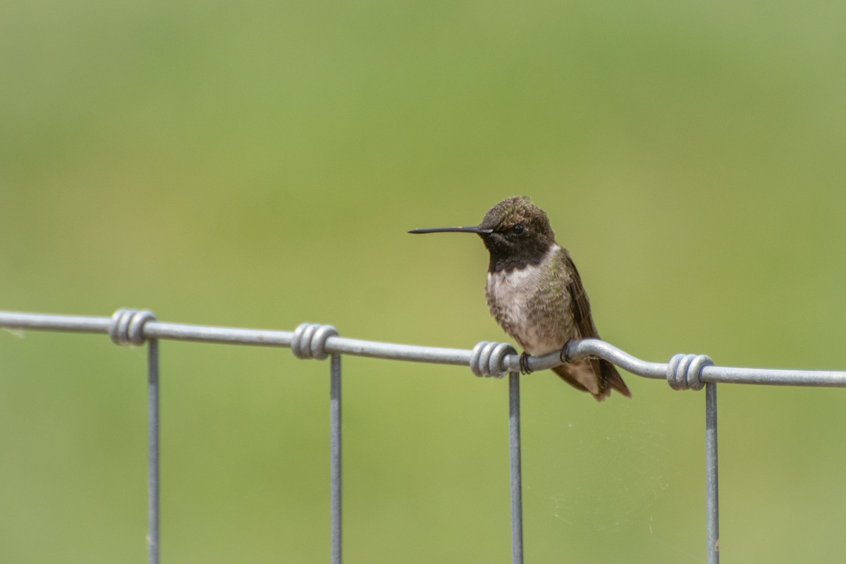 Black-chinned Hummingbird - ML233545051