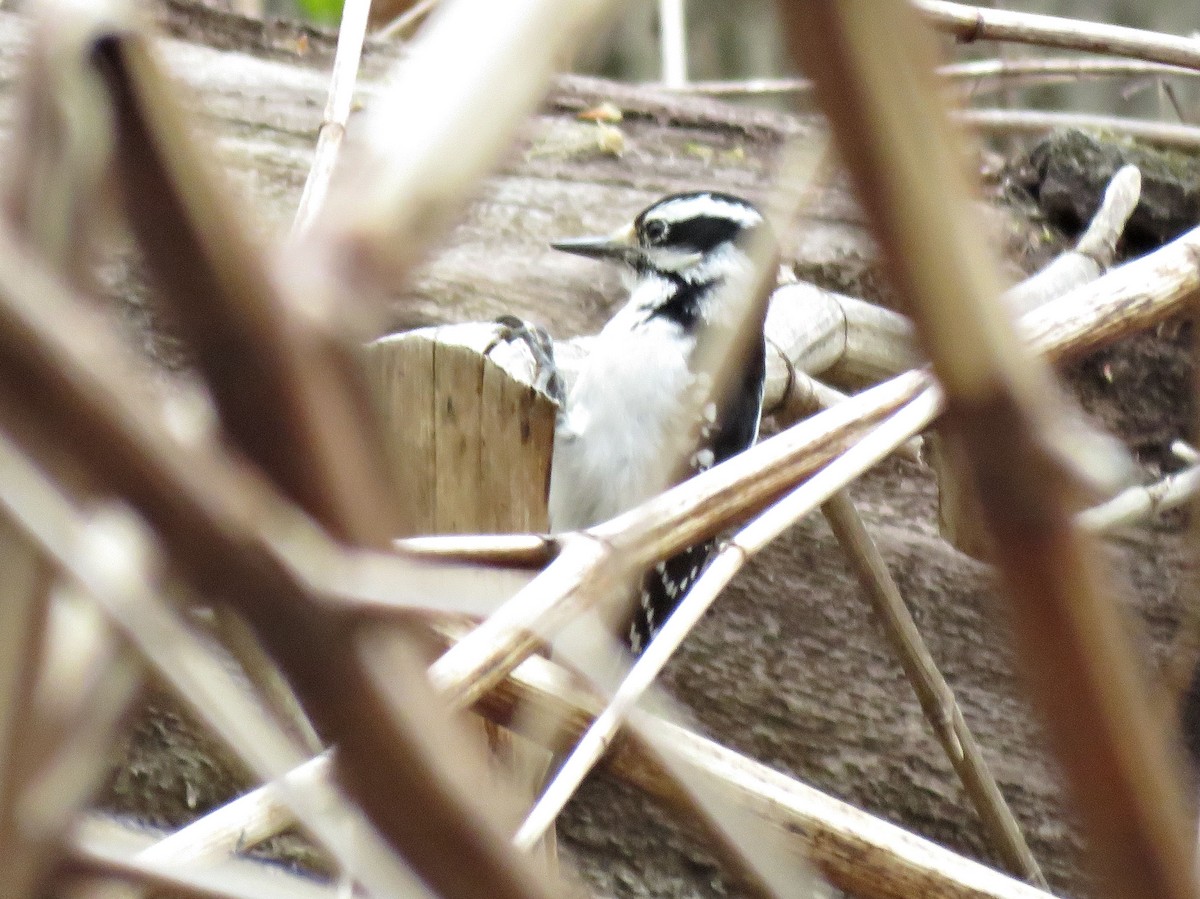 Hairy Woodpecker (Eastern) - Glenn Wilson