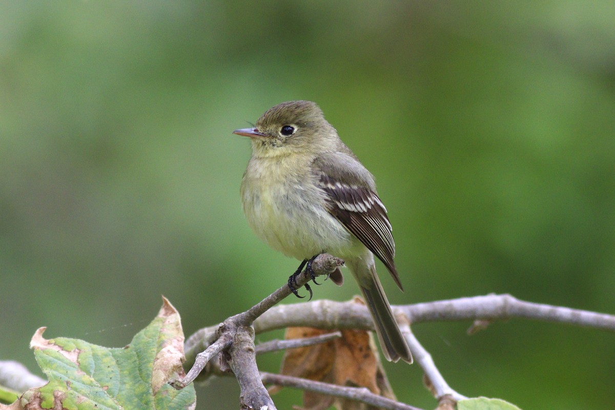 Western Flycatcher (Pacific-slope) - ML233545491