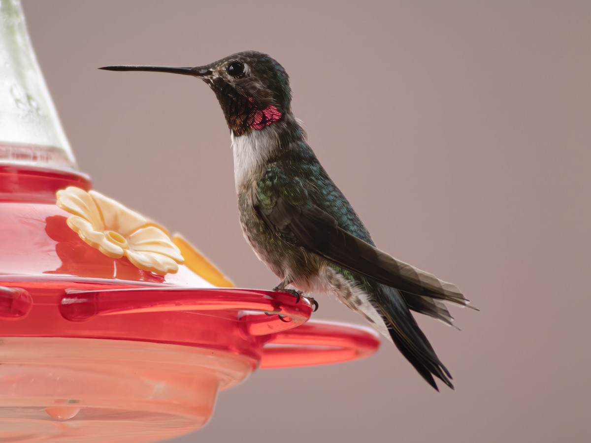 Broad-tailed Hummingbird - ML233545801