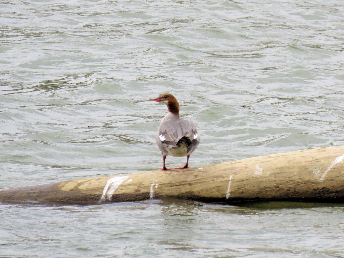 Common Merganser - Glenn Wilson