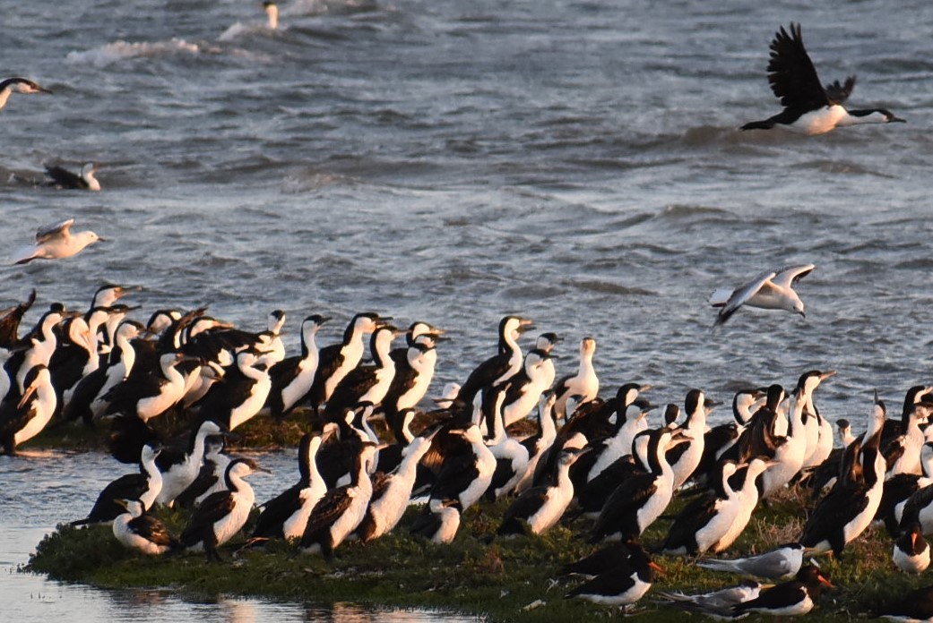 Black-faced Cormorant - T Norris