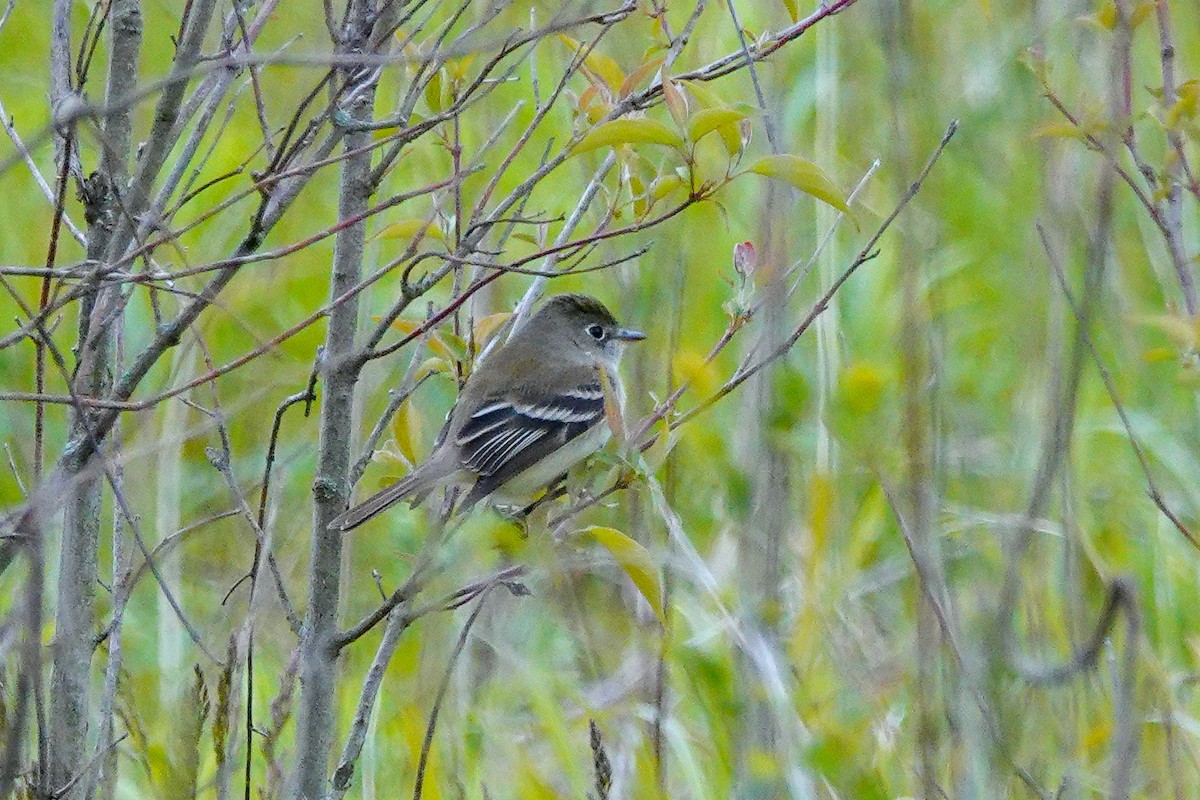 Least Flycatcher - ML233547471