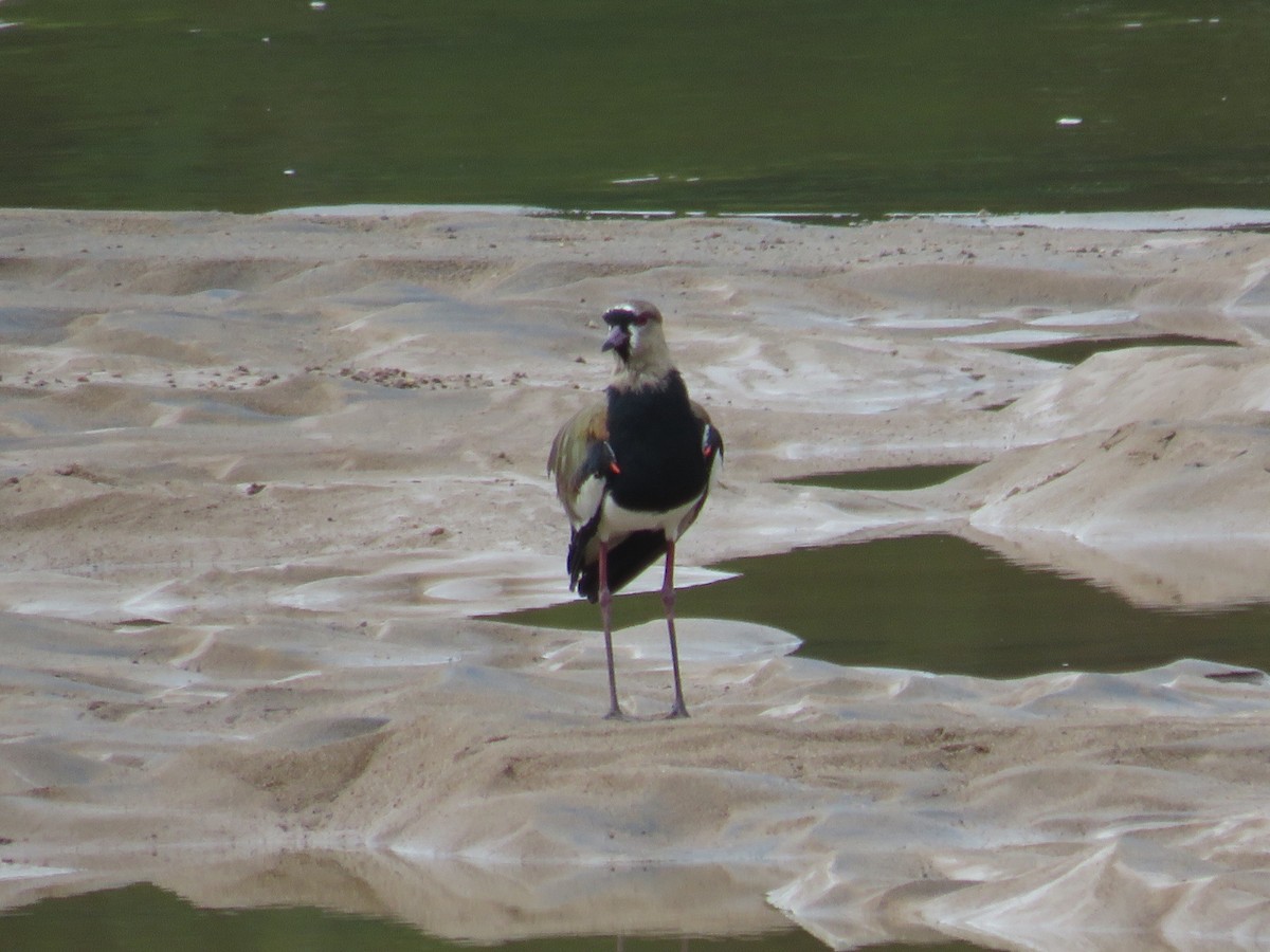 Southern Lapwing - ML233547661