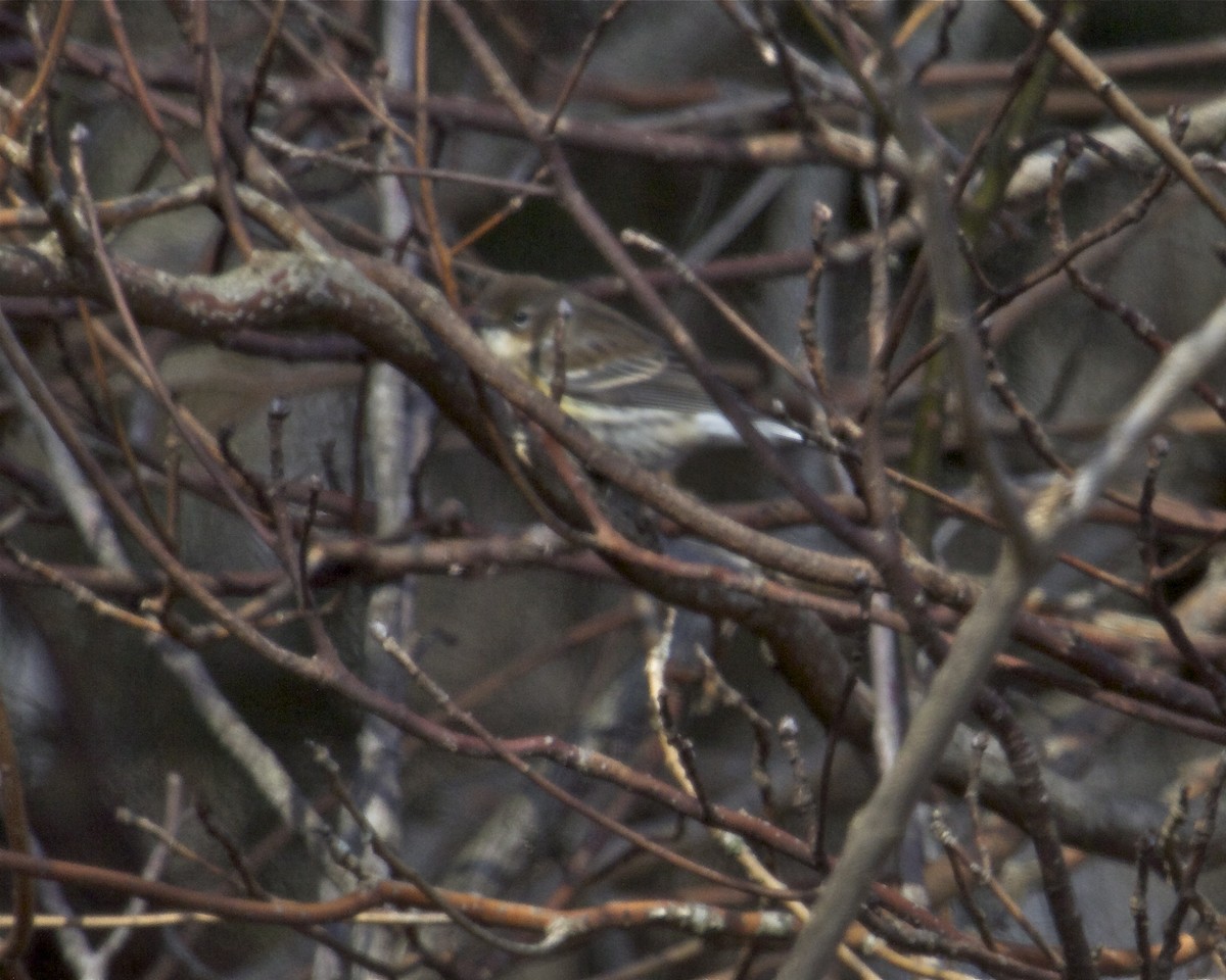 Yellow-rumped Warbler - ML23354771