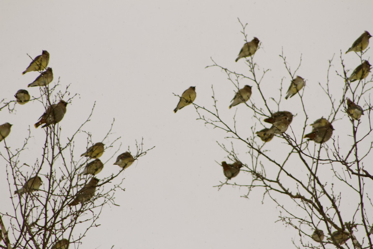 Bohemian Waxwing - ML23354791