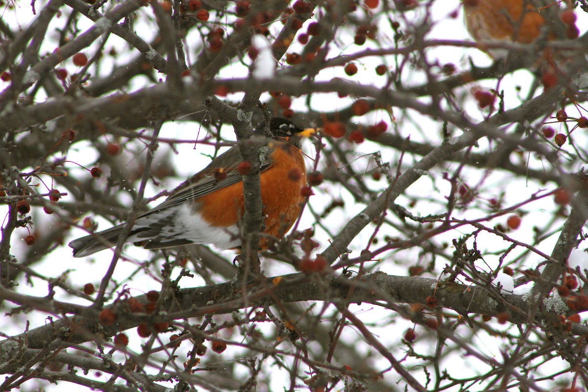 American Robin - ML23354851