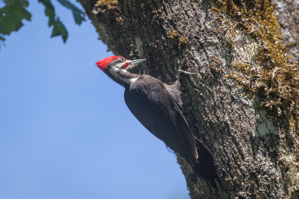 Pileated Woodpecker - ML233550591