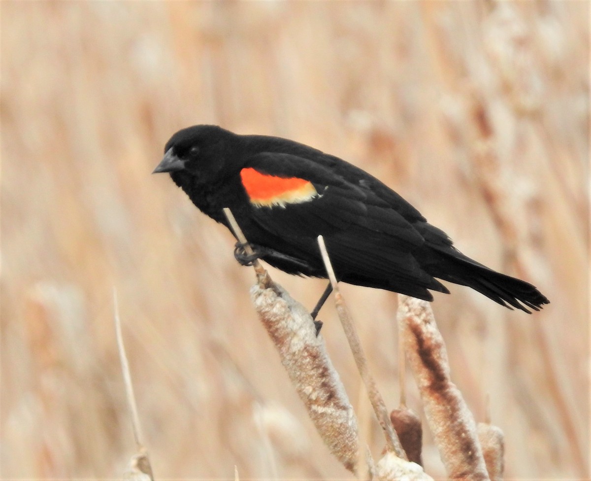 Red-winged Blackbird - ML233552131