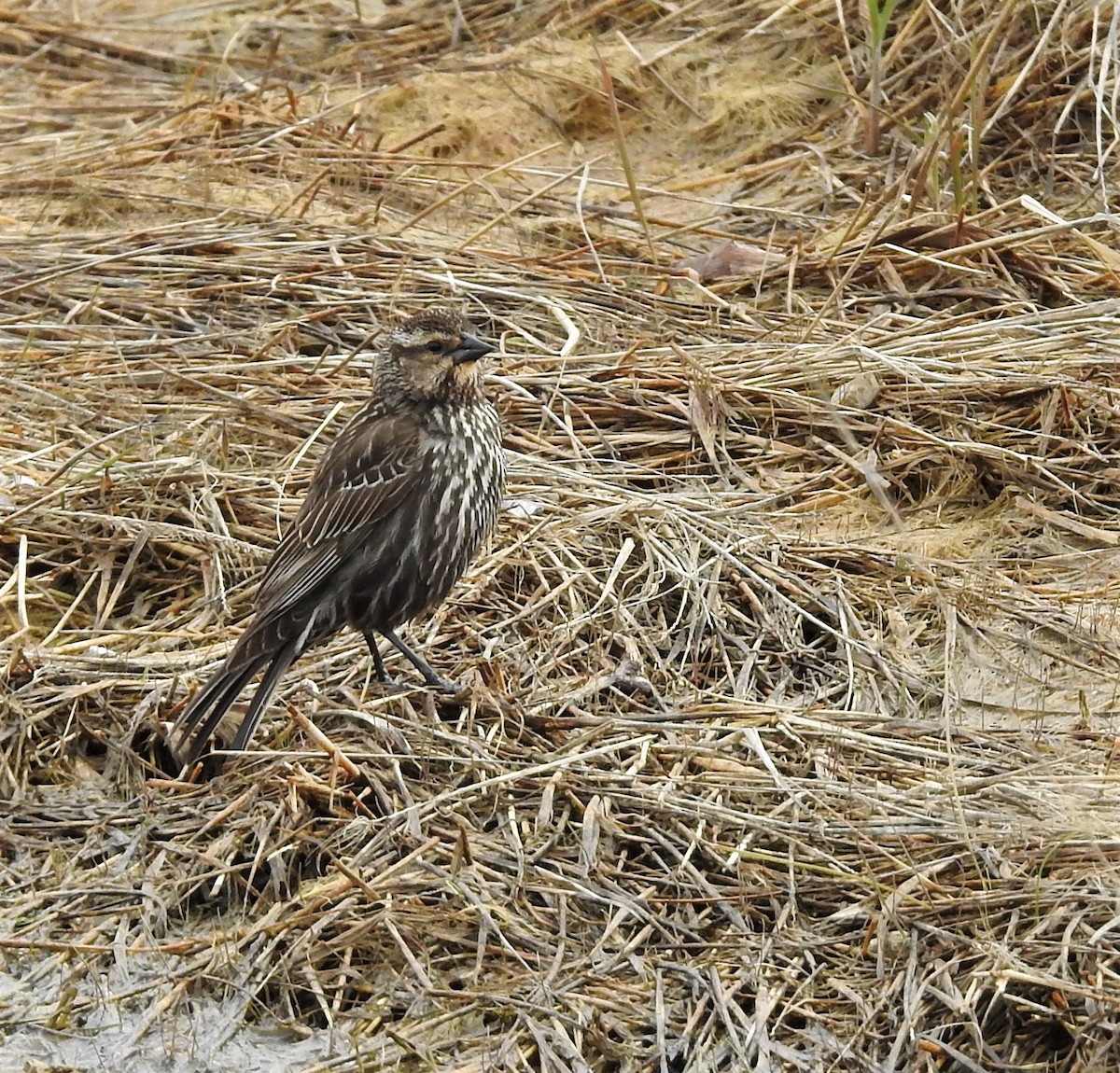 Red-winged Blackbird - ML233552161