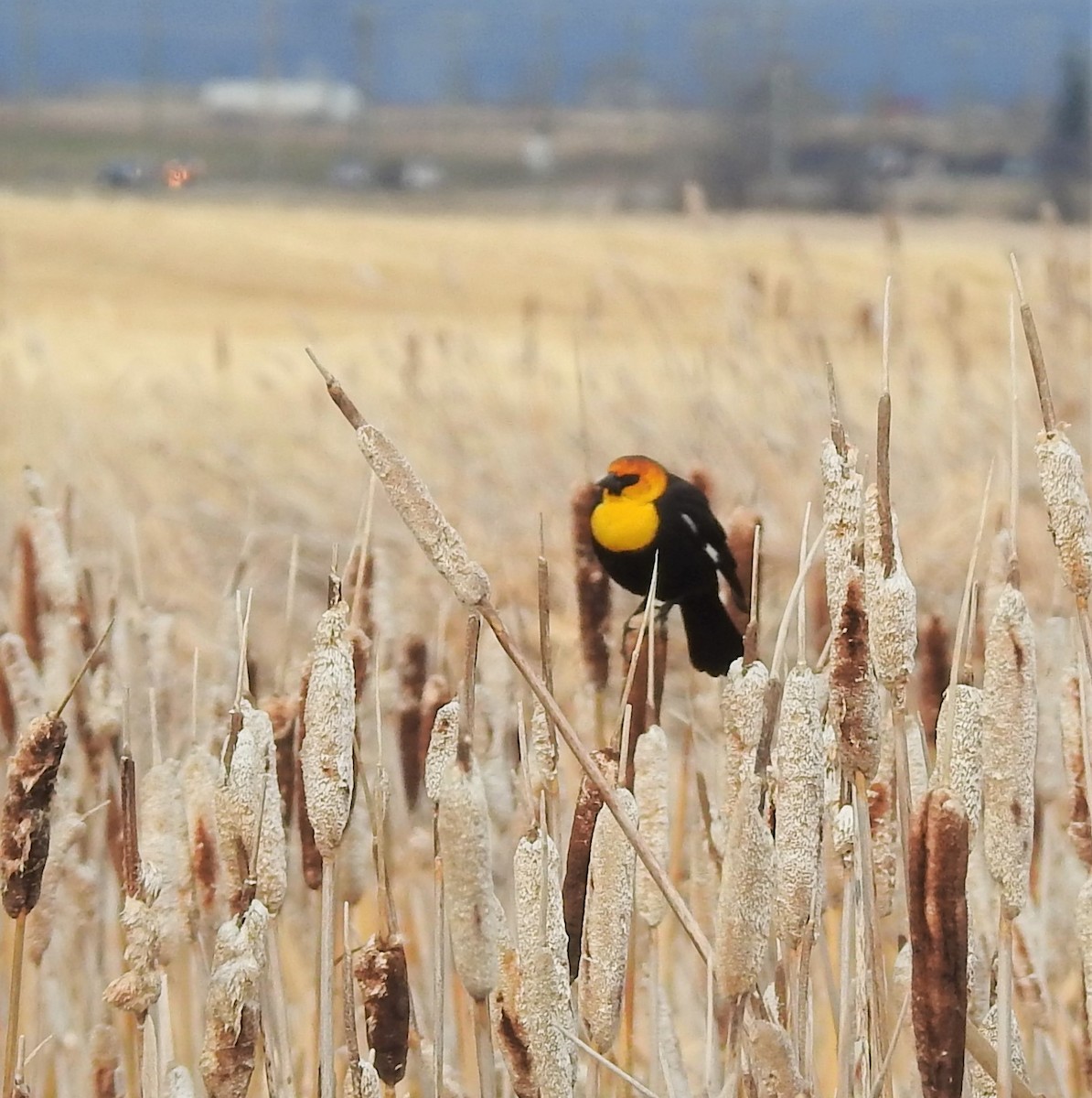 Yellow-headed Blackbird - ML233552271