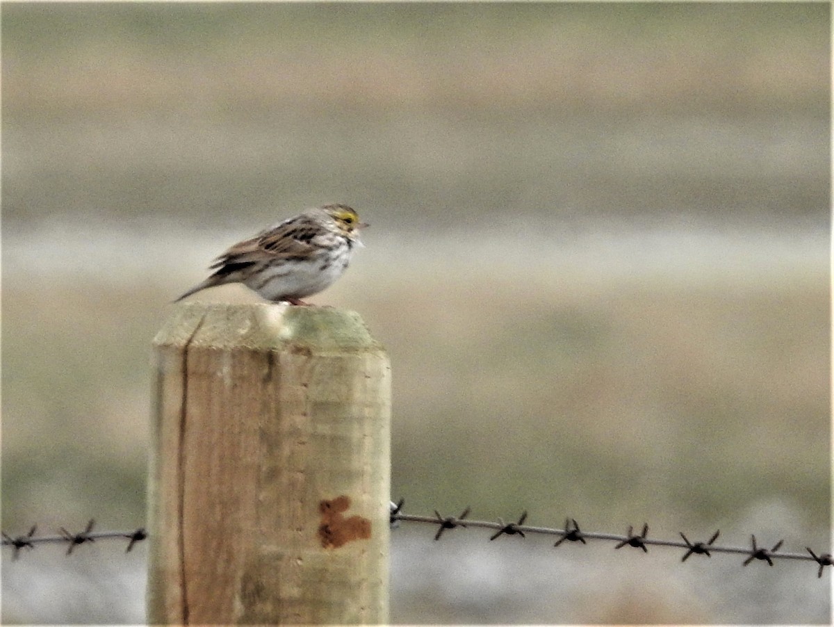 Savannah Sparrow - ML233552471