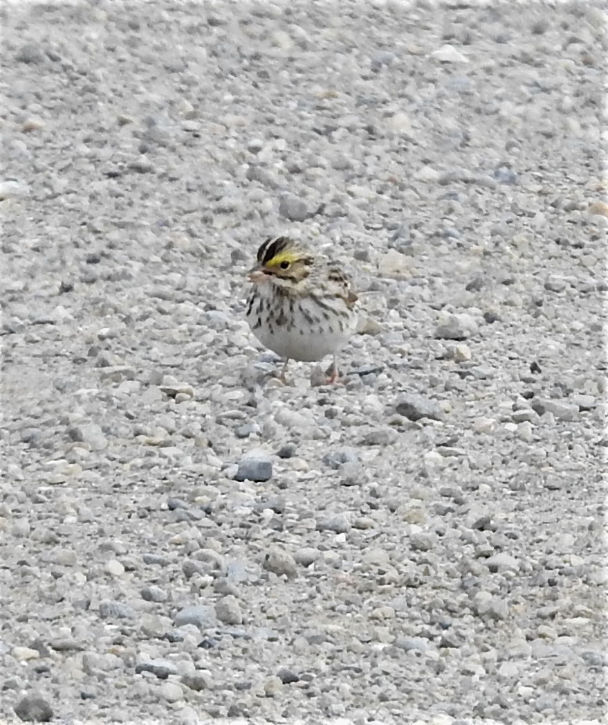 Savannah Sparrow - ML233552481