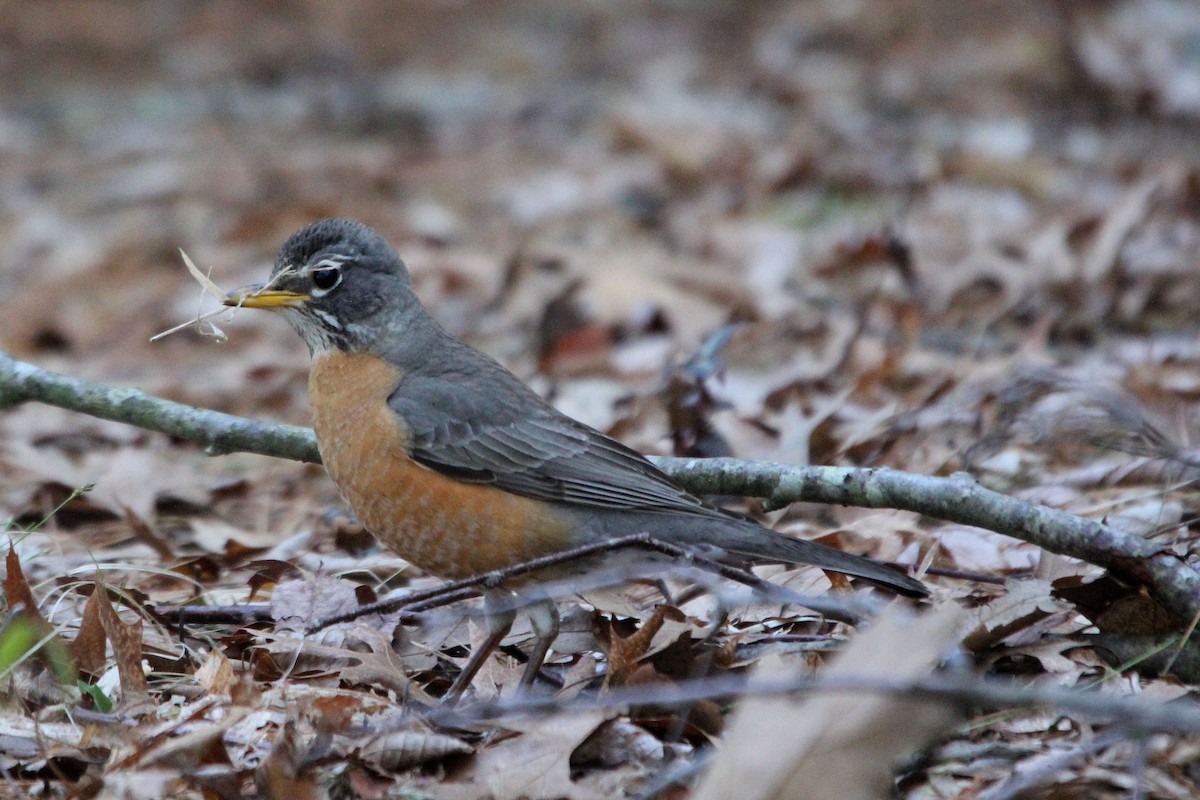 American Robin - ML233553151