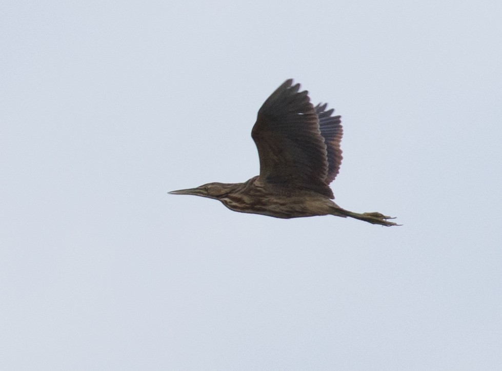 American Bittern - ML233553611