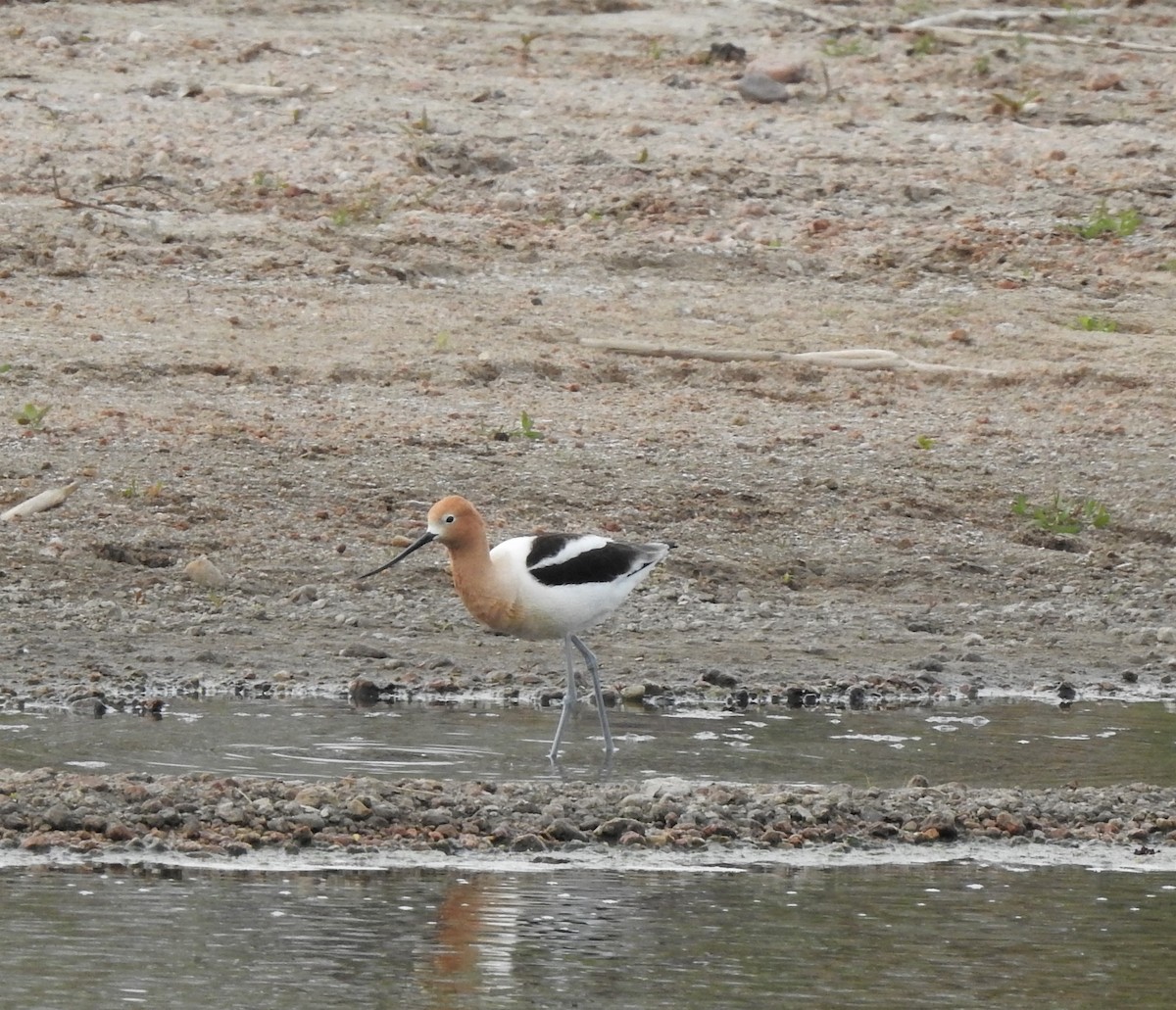 American Avocet - ML233553681