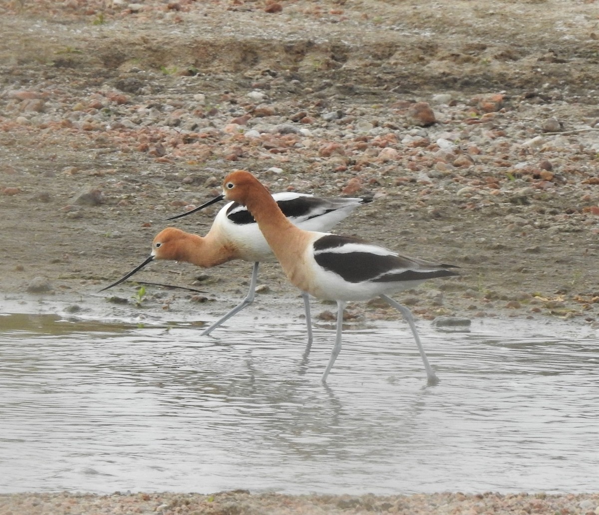 American Avocet - ML233553691