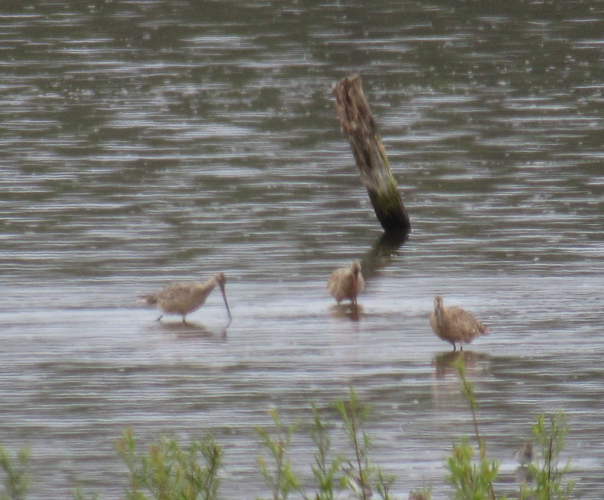 Marbled Godwit - ML233556421