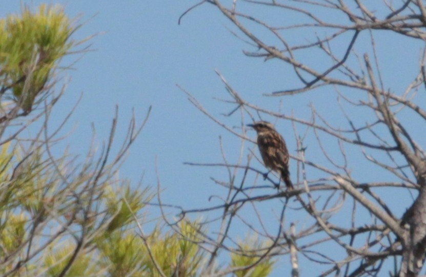 Whinchat - Nelson Fonseca