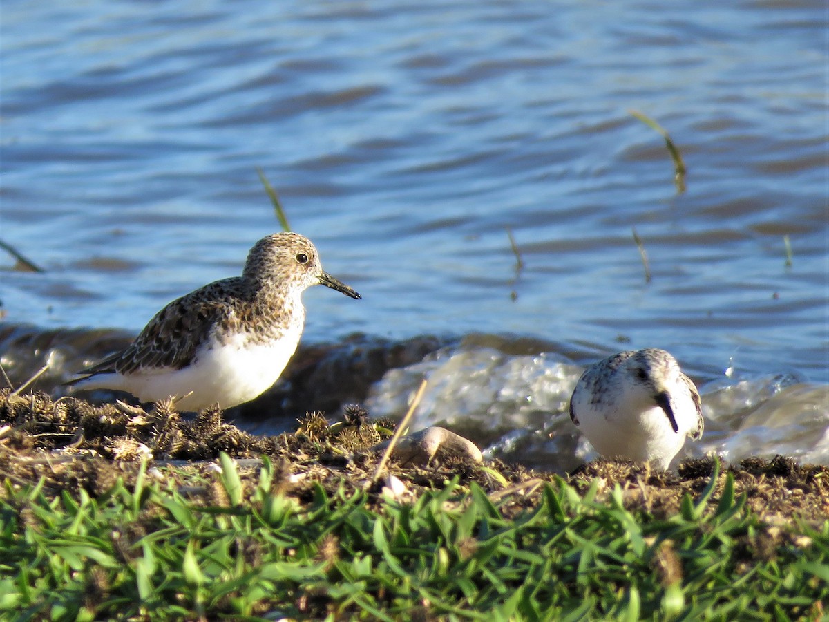 Sanderling - Alberto Gasquet Orradre