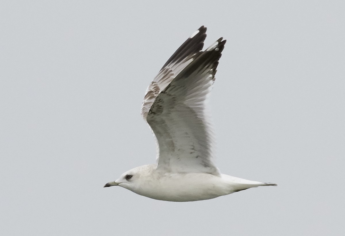 Short-billed Gull - Brooke Miller