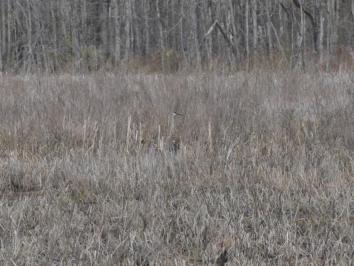 Sandhill Crane - ML233560121
