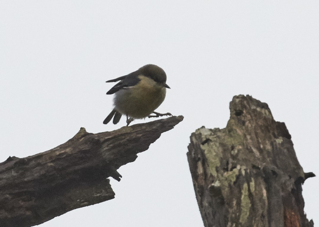 Pygmy Nuthatch - Brooke Miller